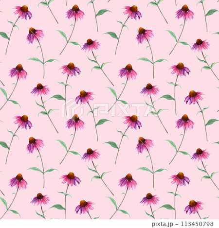 Watercolor repeat seamless pattern with herb flower Coneflower, Echinacea. Hand drawn botanical illustration for wrapping wallpaper fabric textile 113450798