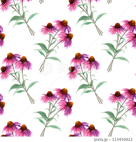Watercolor seamless pattern with herb flower Coneflower, Echinacea. Hand drawn illustration isolated on white for wrapping wallpaper fabric textile Watercolor seamless pattern with herb flower Coneflower, Echinacea. Hand drawn illustration isolated on white for wrapping wallpaper fabric textile 113450822