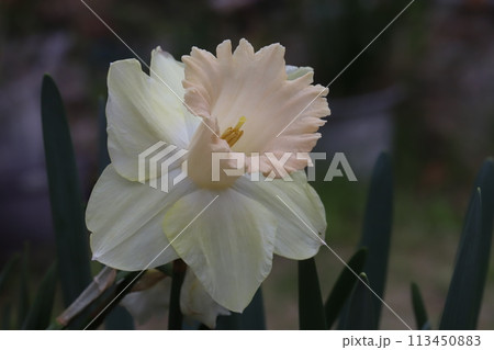 春の庭に咲く白い花びらに肌色の副花冠のラッパズイセンの花 春の庭に咲く白い花びらに肌色の副花冠のラッパズイセンの花 113450883