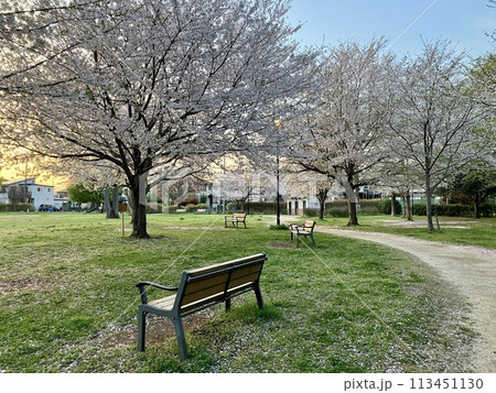 桜が満開の高野山桃山公園 113451130