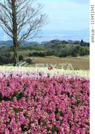 花さじきのスットクの花壇 花さじきのスットクの花壇 113451541