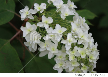 円錐形の細長い形をしたアジサイの花ー八 113451565