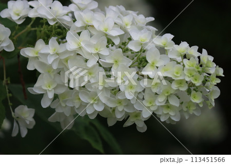 円錐形の細長い形をしたアジサイの花ー七 113451566