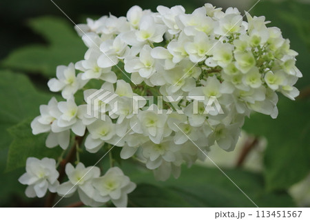 円錐形の細長い形をしたアジサイの花ー六 113451567