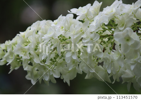 円錐形の細長い形をしたアジサイの花ー四 円錐形の細長い形をしたアジサイの花ー四 113451570