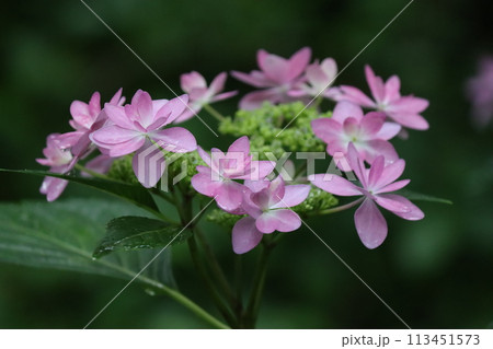 万葉集の世界にも登場する紫陽花の花ー壱 113451573