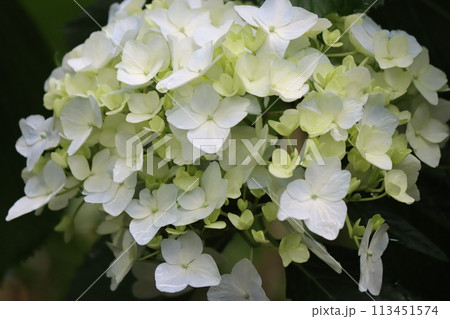 万葉集の世界にも登場する紫陽花の花 113451574