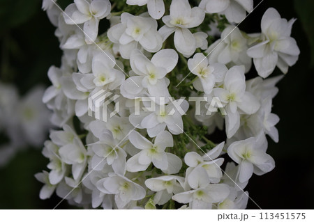 円錐形の細長い形をしたアジサイの花ー参 113451575