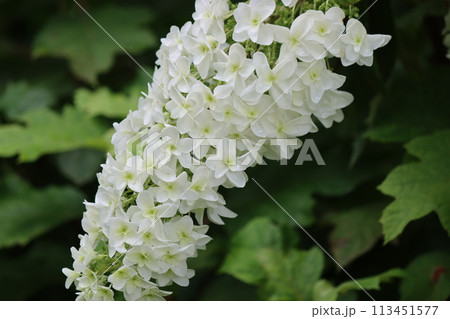 円錐形の細長い形をしたアジサイの花ー壱 113451577