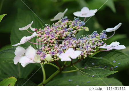 梅雨の時期を代表するアジサイの花ー拾 113451581