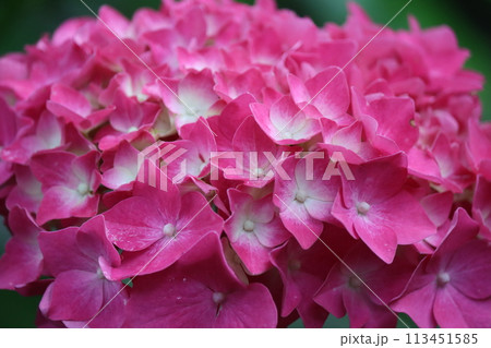 梅雨の時期を代表するアジサイの花ー六 113451585