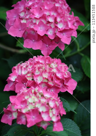 梅雨の時期を代表するアジサイの花ー四 113451588