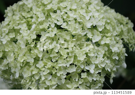 ボールのような丸く大きいアジサイの花ー参 113451589