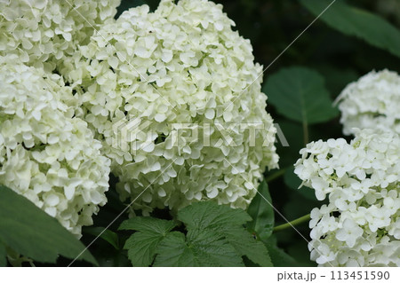 ボールのような丸く大きいアジサイの花ー弐 ボールのような丸く大きいアジサイの花ー弐 113451590