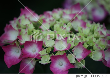 万葉集の世界にも登場する紫陽花の花ー参 113451608