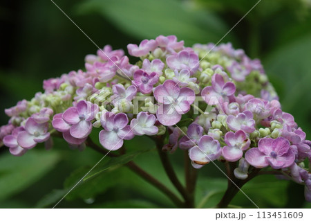 万葉集の世界にも登場する紫陽花の花ー四 113451609