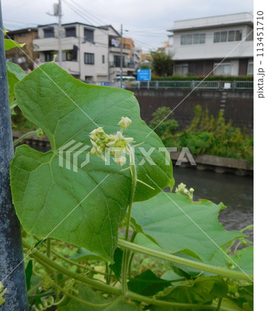 アレチウリの花 113451710