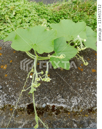 アレチウリの花 113451712
