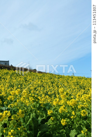 花さじきの菜の花 113451807