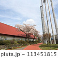スポーツ施設に映える桜 113451815