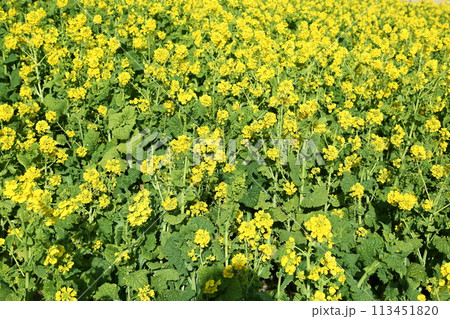 花さじきの菜の花 113451820