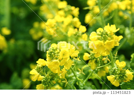 花さじきの菜の花 花さじきの菜の花 113451823