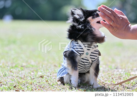 男性と散歩する笑顔のロングコートチワワ　 113452005
