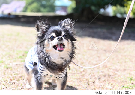 男性と散歩する笑顔のロングコートチワワ  男性と散歩する笑顔のロングコートチワワ  113452008