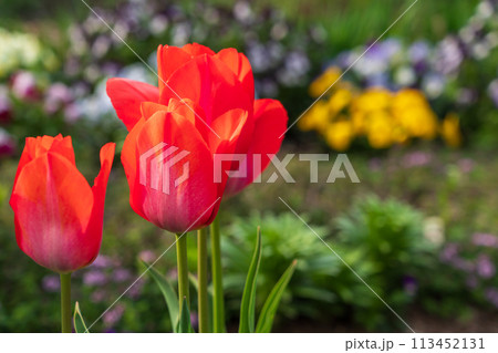 赤いチューリップとパンジーが咲く春の花壇 113452131