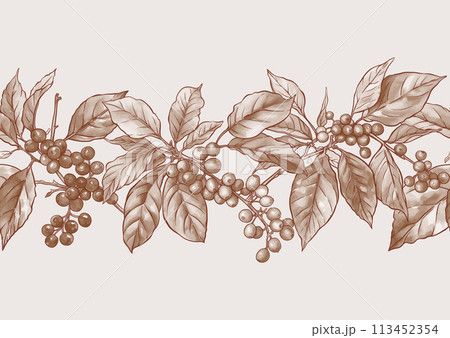 Coffee tree. Branch with leaves and berries. Coffee tree. Branch with leaves and berries. 113452354