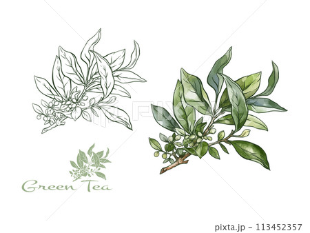 Branch with leaves of green tea. 113452357