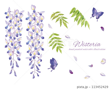 水彩で描いたリアルタッチの藤の花と紫の蝶のカットイラスト 113452429