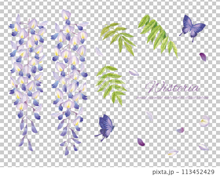 水彩で描いたリアルタッチの藤の花と紫の蝶のカットイラスト 113452429