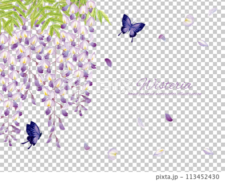 水彩手繪紫藤蝴蝶背景素材 113452430