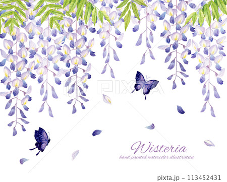 水彩で描いたリアルタッチの藤の花と紫の蝶の背景 水彩で描いたリアルタッチの藤の花と紫の蝶の背景 113452431