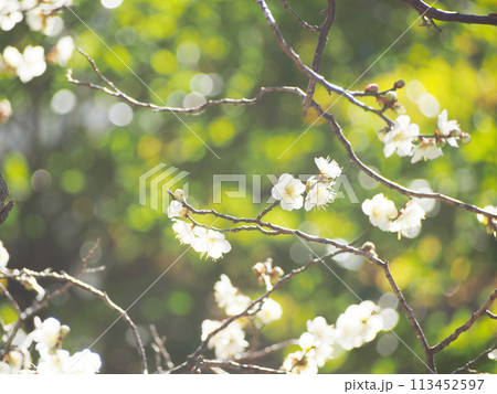 白く輝く梅の花 背景素材 白く輝く梅の花 背景素材 113452597