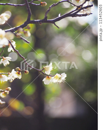 白く輝く梅の花　背景素材 113452603