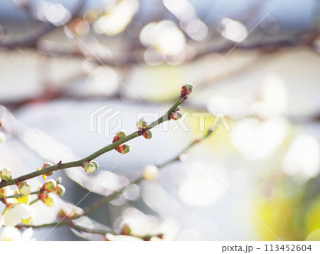 白く輝く梅の花　背景素材 113452604