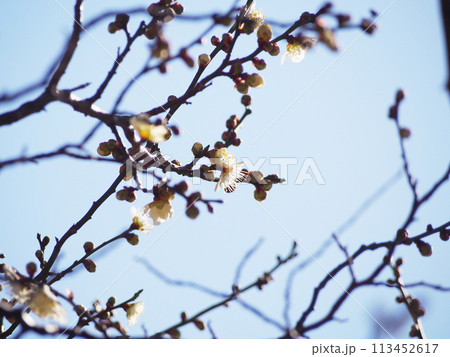 白く輝く梅の花 背景素材 白く輝く梅の花 背景素材 113452617