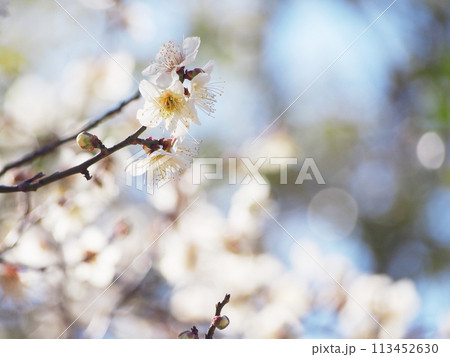 白く輝く梅の花 背景素材 白く輝く梅の花 背景素材 113452630