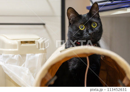 顔を出す黒猫 113452631