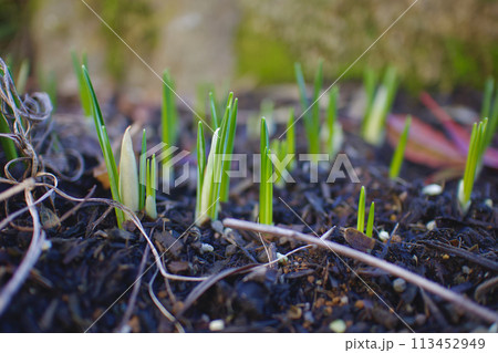 春の目覚め、土から芽を出すクロッカス、様子を伺うように 113452949