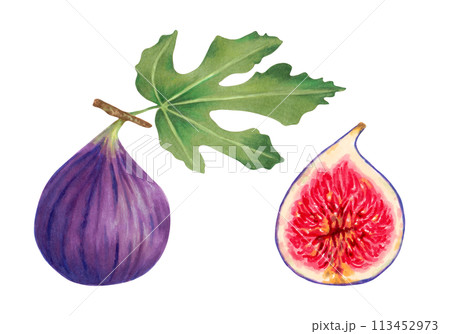 Set of purple figs with leaves. Whole fruit and half with red pulp.Botanical illustration with watercolors and markers.Tropical berries clipart.Hand drawn isolated art.For food,juice packaging. 113452973