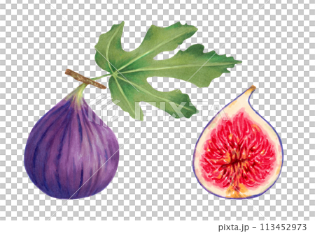 Set of purple figs with leaves. Whole fruit and half with red pulp.Botanical illustration with watercolors and markers.Tropical berries clipart.Hand drawn isolated art.For food,juice packaging. 113452973