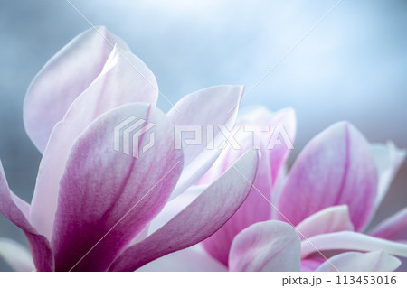 Magnolia Sulanjana flowers with petals in the spring season. beautiful pink magnolia flowers in spring, selective focusing. 113453016
