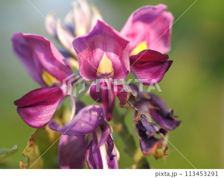 葛の花のアップ 113453291