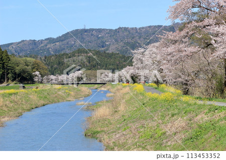 余呉川沿いの桜と菜の花 113453352