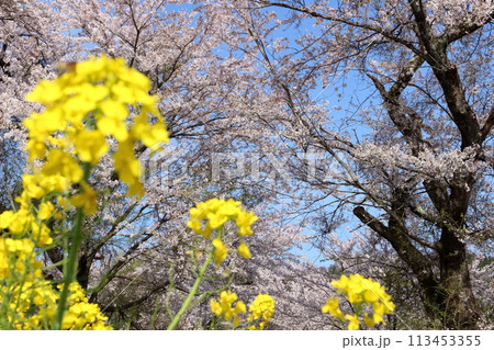 余呉川沿いの桜と菜の花 余呉川沿いの桜と菜の花 113453355