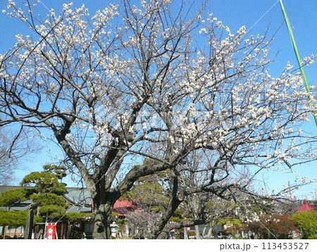大聖寺　　　（埼玉県越谷市） 113453527