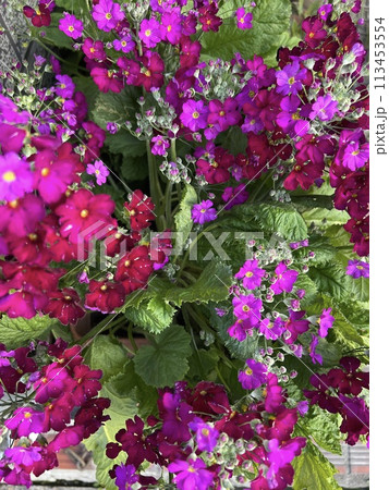 鮮やかなピンクのサクラソウ 鮮やかなピンクのサクラソウ 113453554